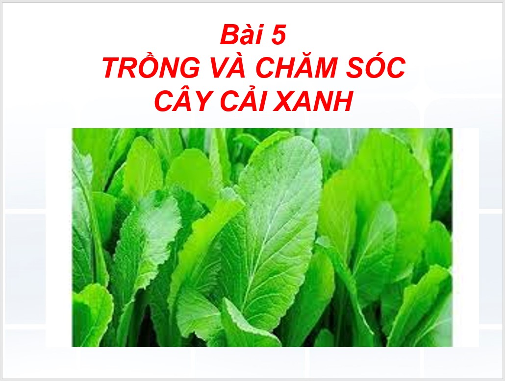 Bài 5 : Trồng và chăm sóc cây cải xanh